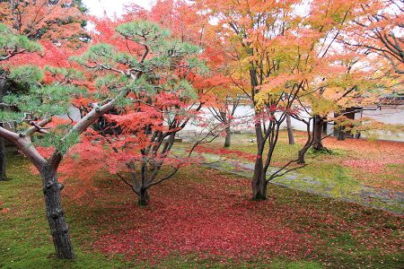 妙覺寺 紅葉 3