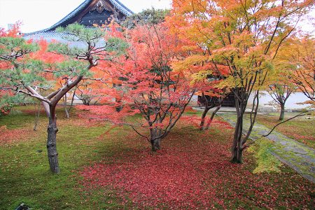 妙覺寺 紅葉 4