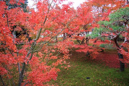 妙覺寺 紅葉 5