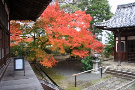 妙覺寺 紅葉 6