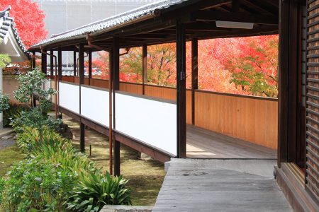 妙覺寺 紅葉 7