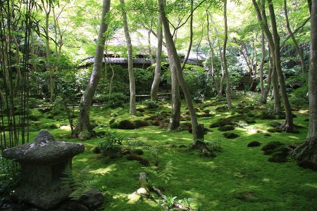 祇王寺 写真 5