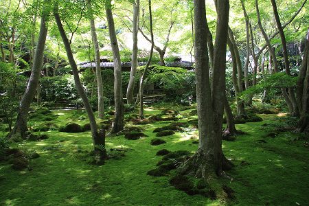 祇王寺 写真 6