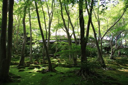 祇王寺 写真 8