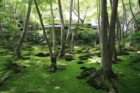 祇王寺 写真 9