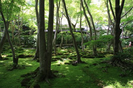 祇王寺 写真 10