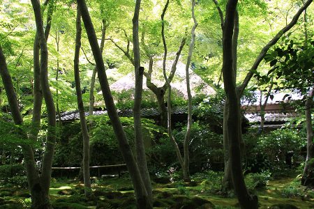 祇王寺 写真 11