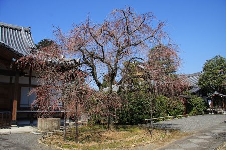 上品蓮台寺 写真 8