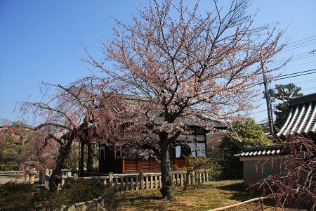 上品蓮台寺 写真 9