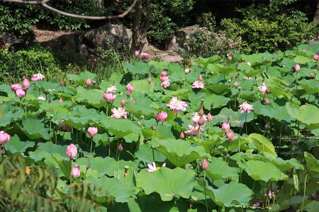 勧修寺 写真 19