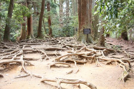 鞍馬寺 写真 15