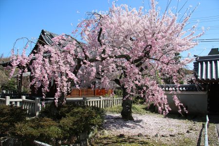 上品蓮台寺 桜 1
