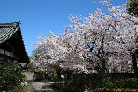 上品蓮台寺 桜 2