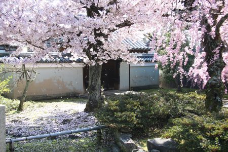 上品蓮台寺 桜 3