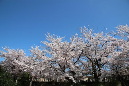 上品蓮台寺 桜 4
