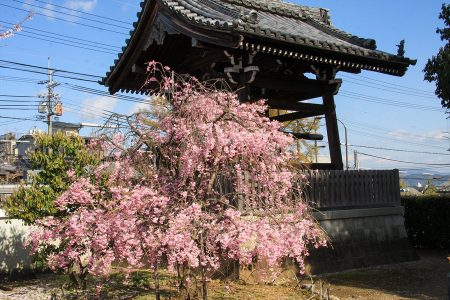 上品蓮台寺 桜 5