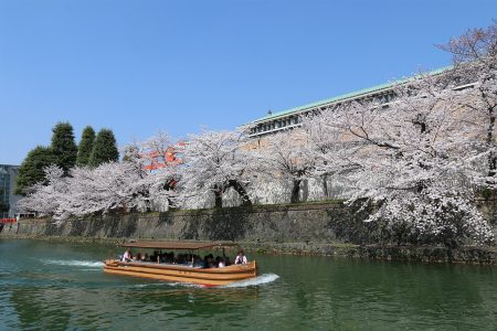 岡崎疏水 桜 1