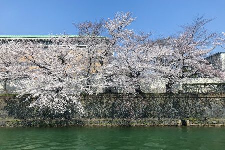 岡崎疏水 桜 2