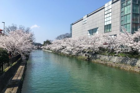 岡崎疏水 桜 3
