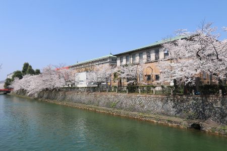 岡崎疏水 桜 4