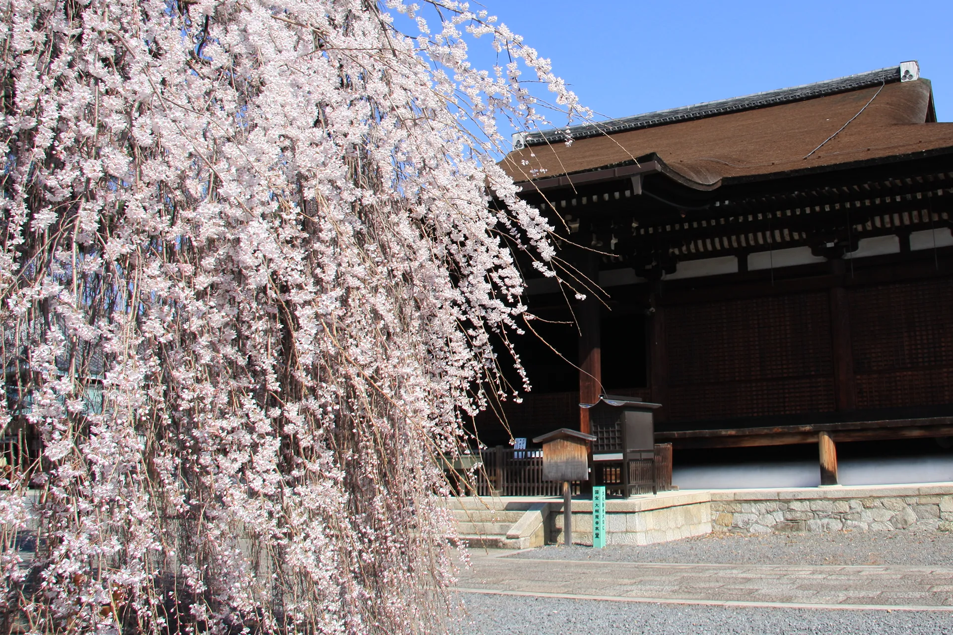 Cherry Blossoms