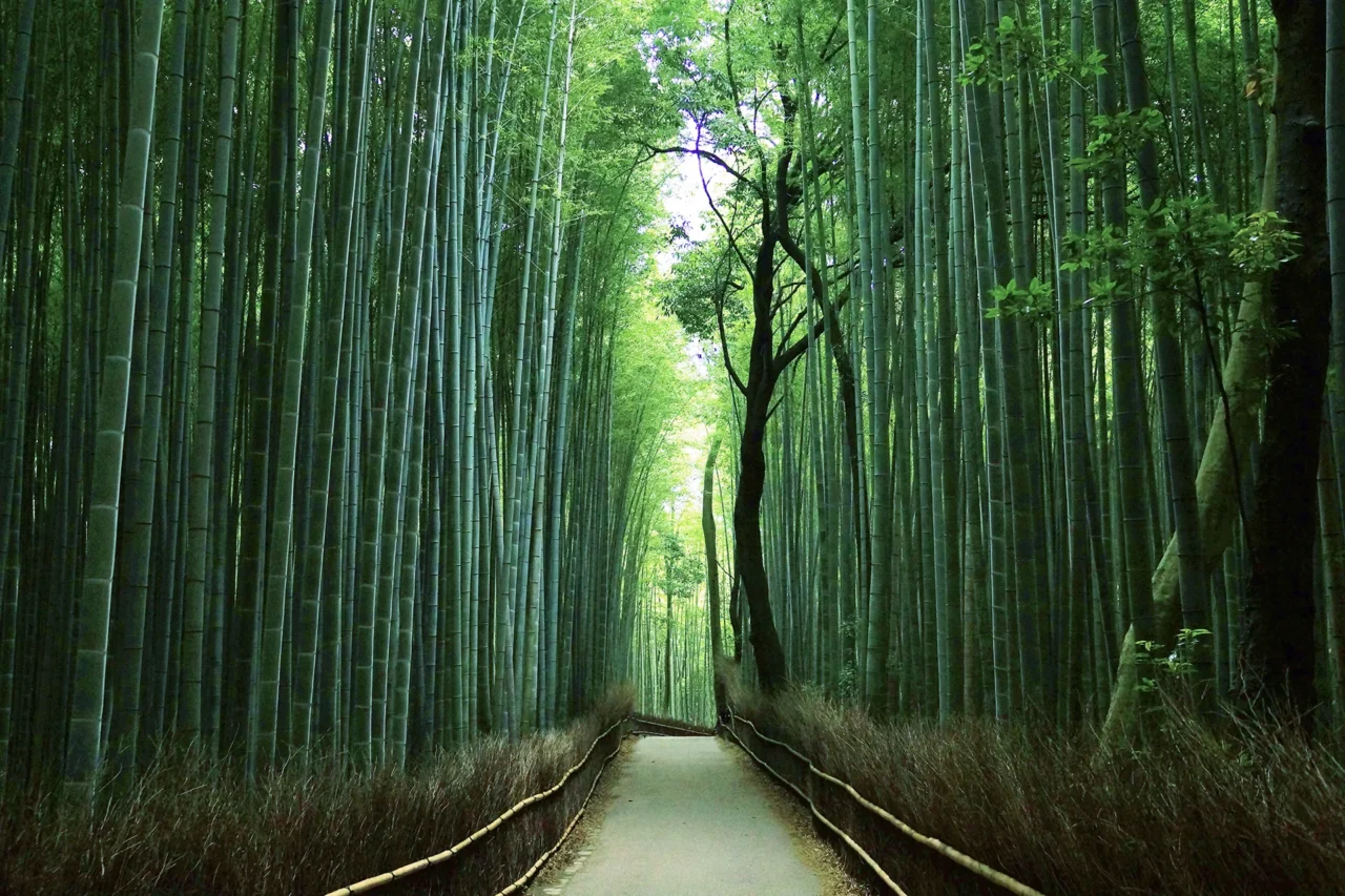 竹林の小径
