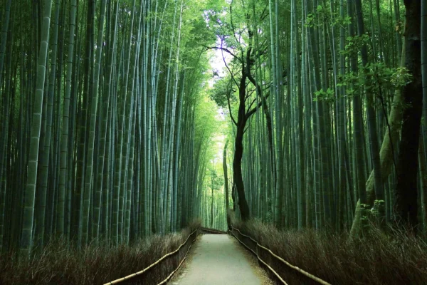 竹林の小径