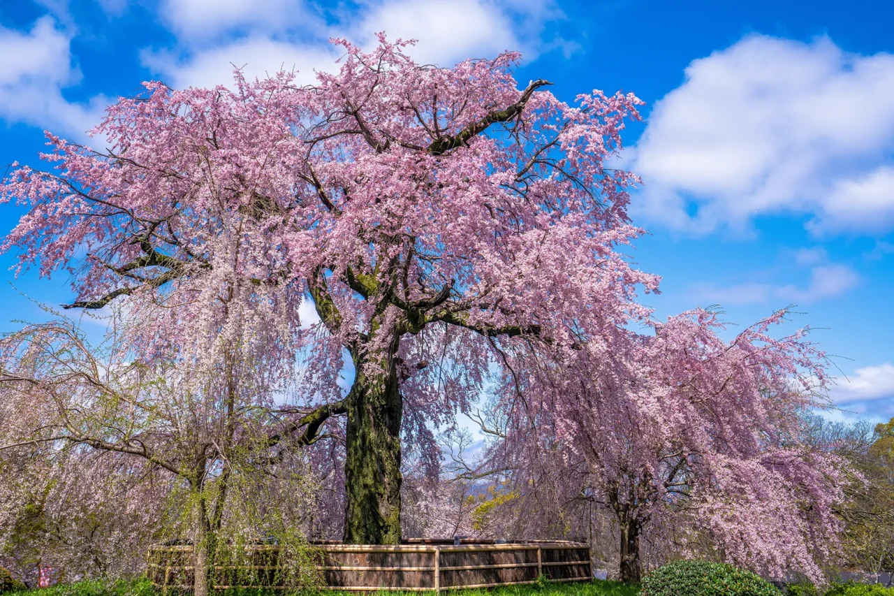 円山公園